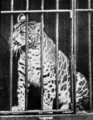 pumapard