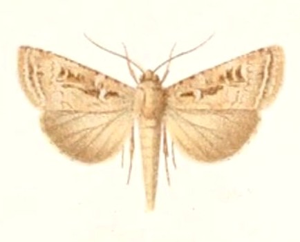 Laysan Noctuid Moth