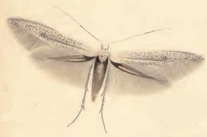 Coleophora hemerobiella