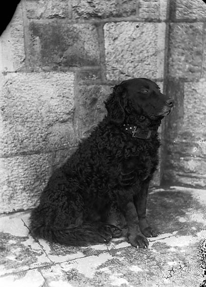 Retriever