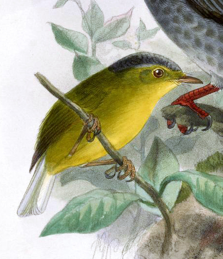 Seicercus tephrocephalus