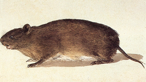 Euryzygomatomys