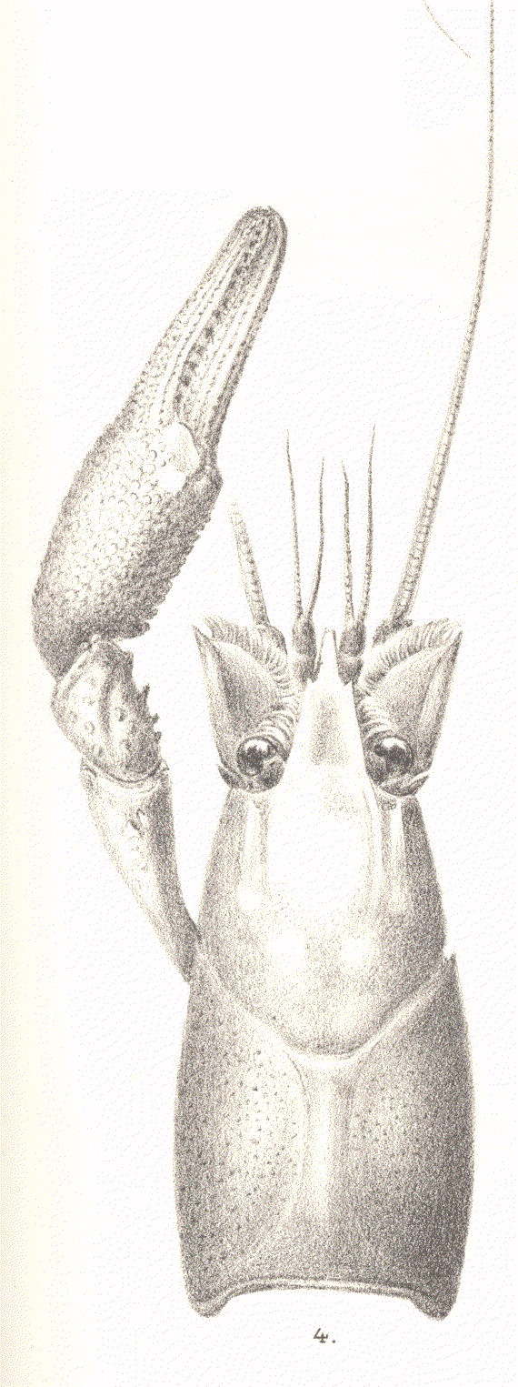 Procambarus fallax
