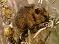 Reithrodontomys