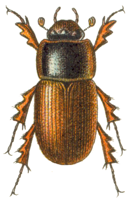Acrossus depressus