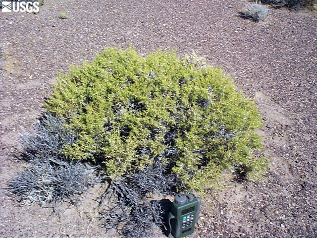 Sarcobataceae