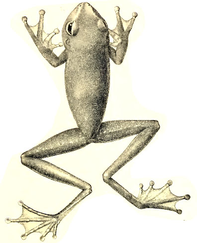 Litoria montana