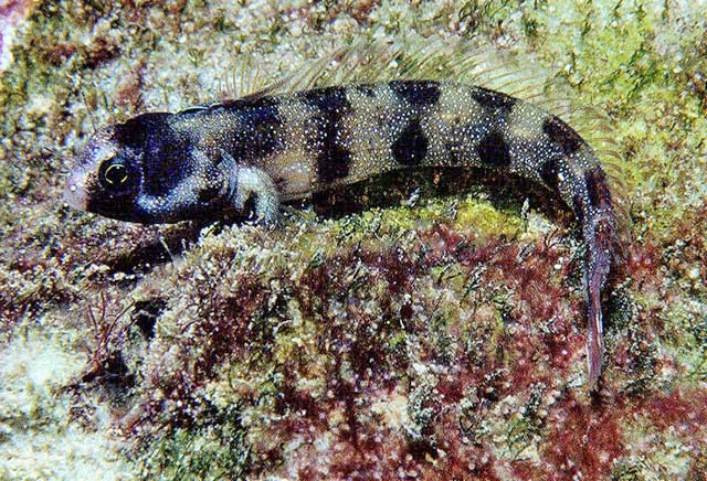 Acanthemblemaria atrata