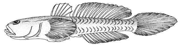 Benthophiloides turcomanus