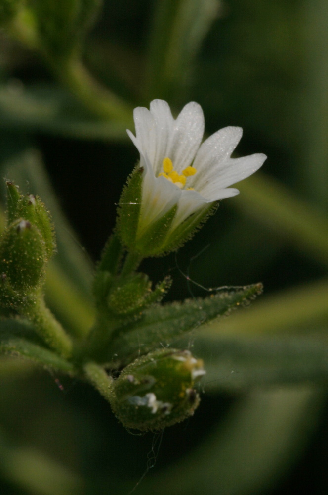 Cerastium dubium