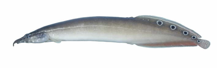 Mastacembelidae