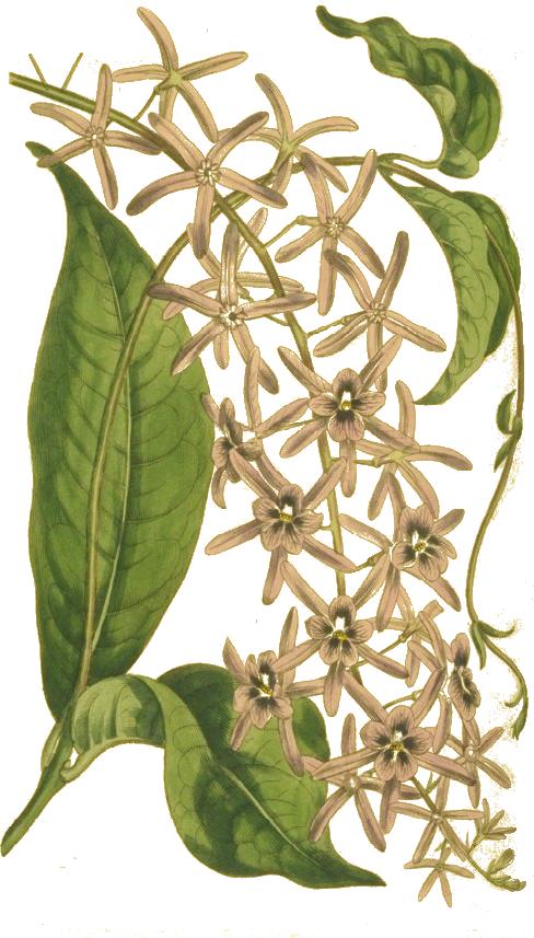 Petrea