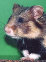 Cricetus