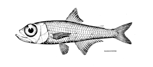 Hygophum