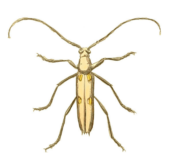 Eburia tetrastalacta