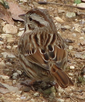 Melospiza