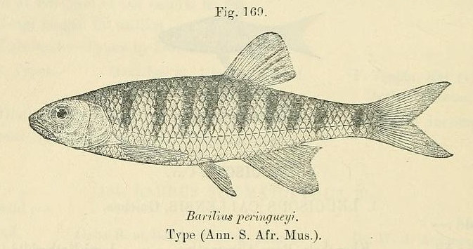 Opsaridium peringueyi