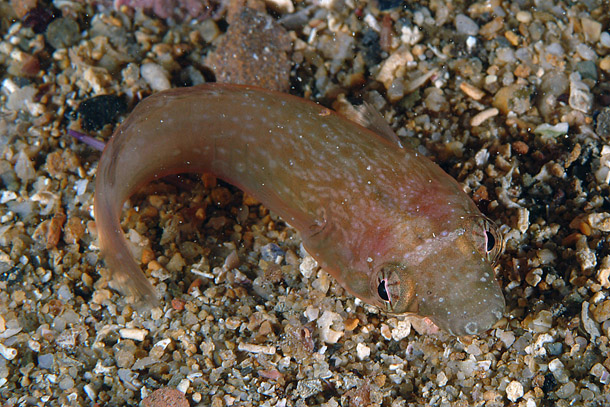 Lepadogaster