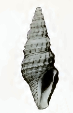 Compsodrillia