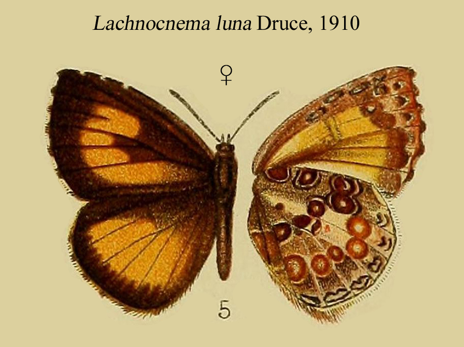 Lachnocnema