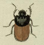 Onthophagus gibbulus