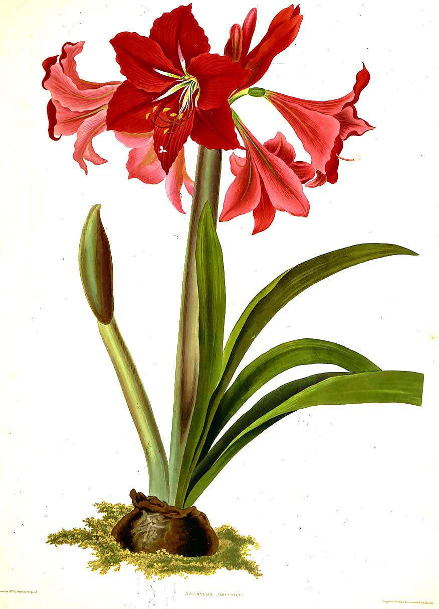 Priscilla Susan Bury