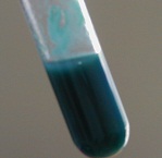 cobalt(II) hydroxide