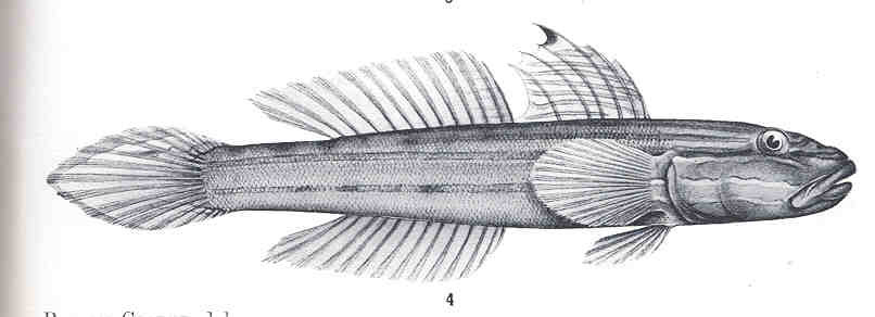 Valenciennea muralis