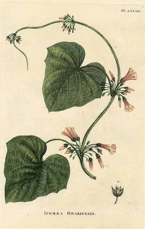 Lepistemon