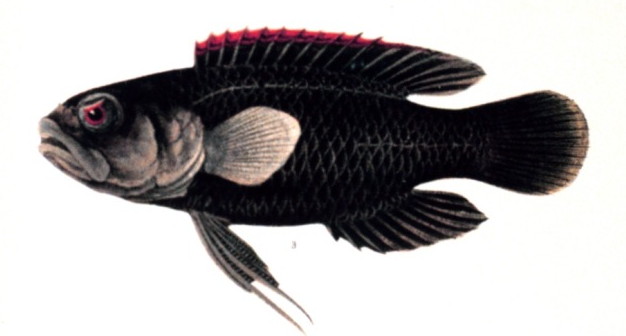 Plesiopidae