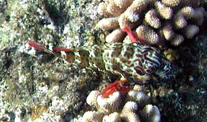 Cirrhitidae