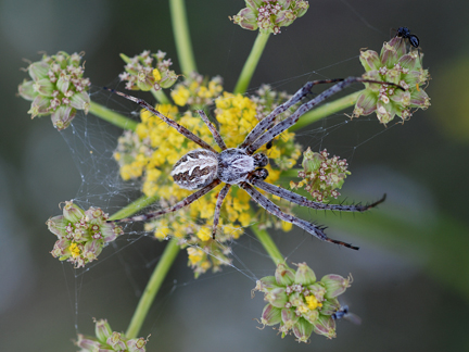 Diguetia
