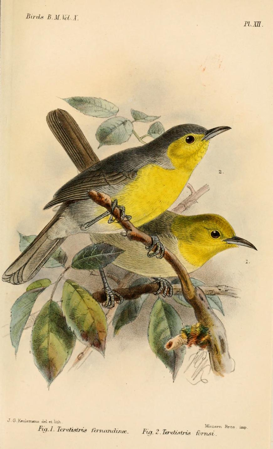 Oriente Warbler