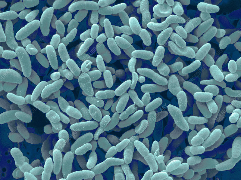 Acetobacter