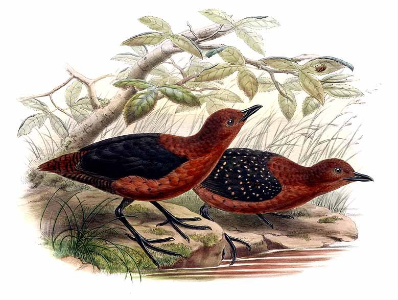 Rallicula forbesi