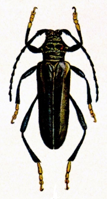 Aphrodisium luzonicum