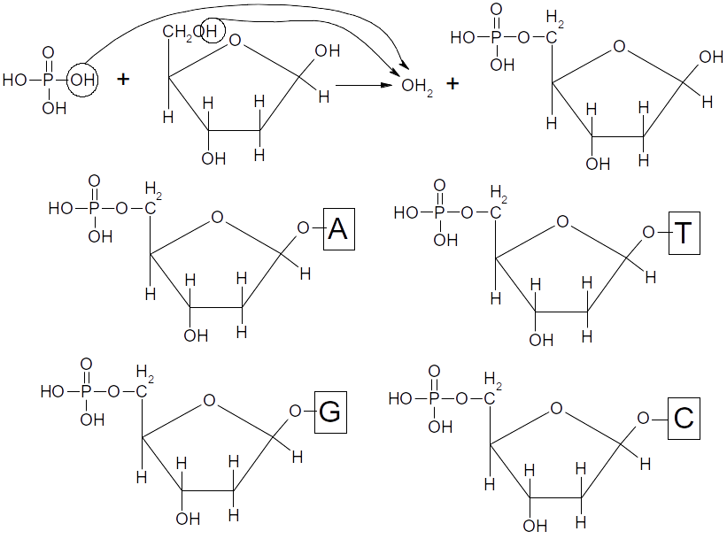 deoxyribonucleotide