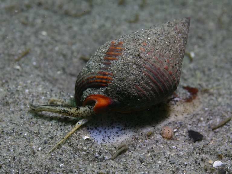 Nassariidae