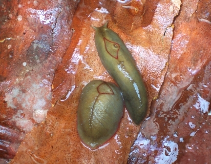 Athoracophoridae