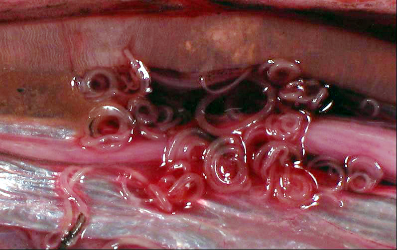 Ascaridida