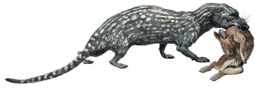Cladosictis