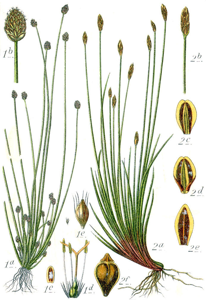 Eleocharis ovata
