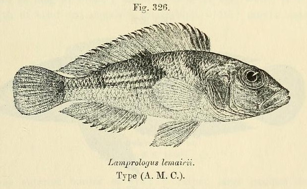 Lamprologus lemairii