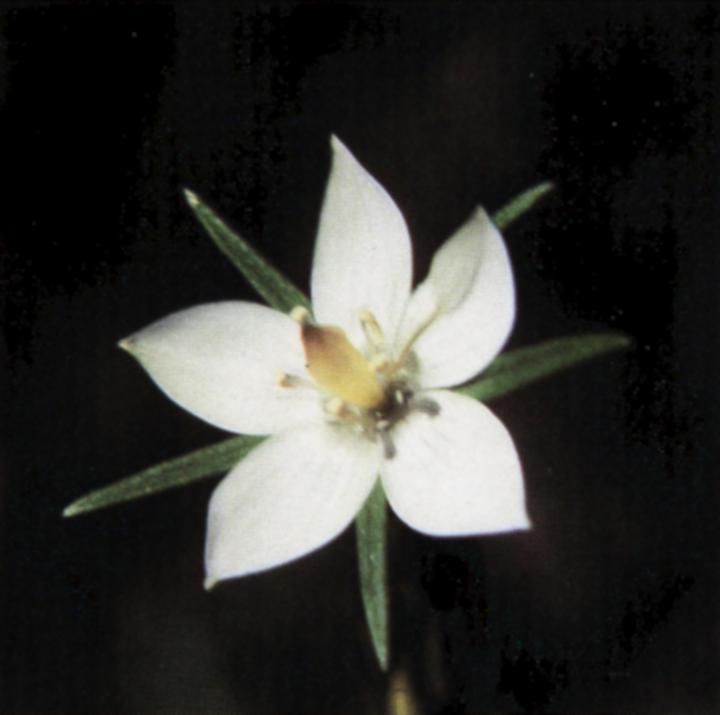 Lomatogonium rotatum