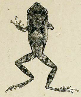 Raorchestes parvulus