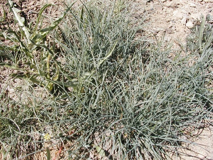 Festuca idahoensis