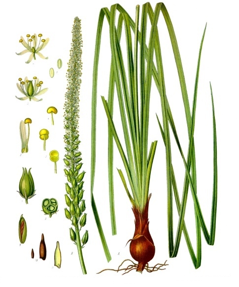 Schoenocaulon