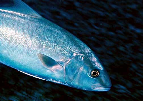 Seriola