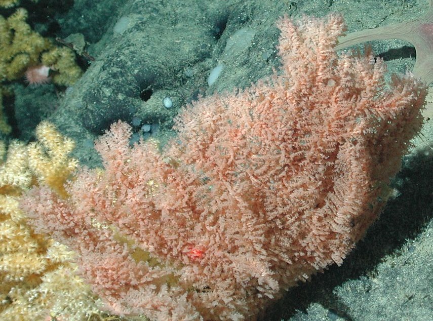 Cladopathidae