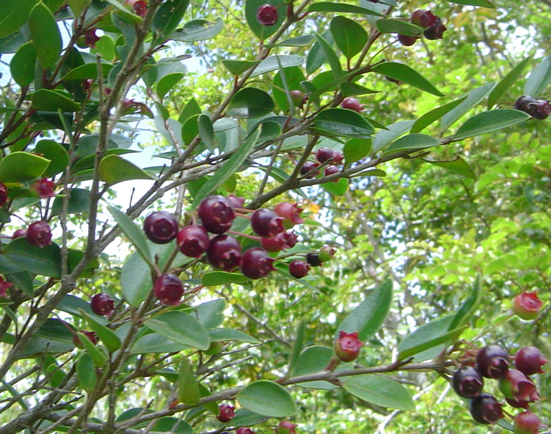 Amomyrtus